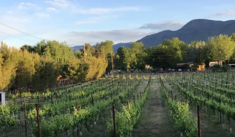 Salt Mine Wine Vineyard 4.HEIC